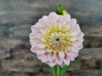 Florelie Pirouette