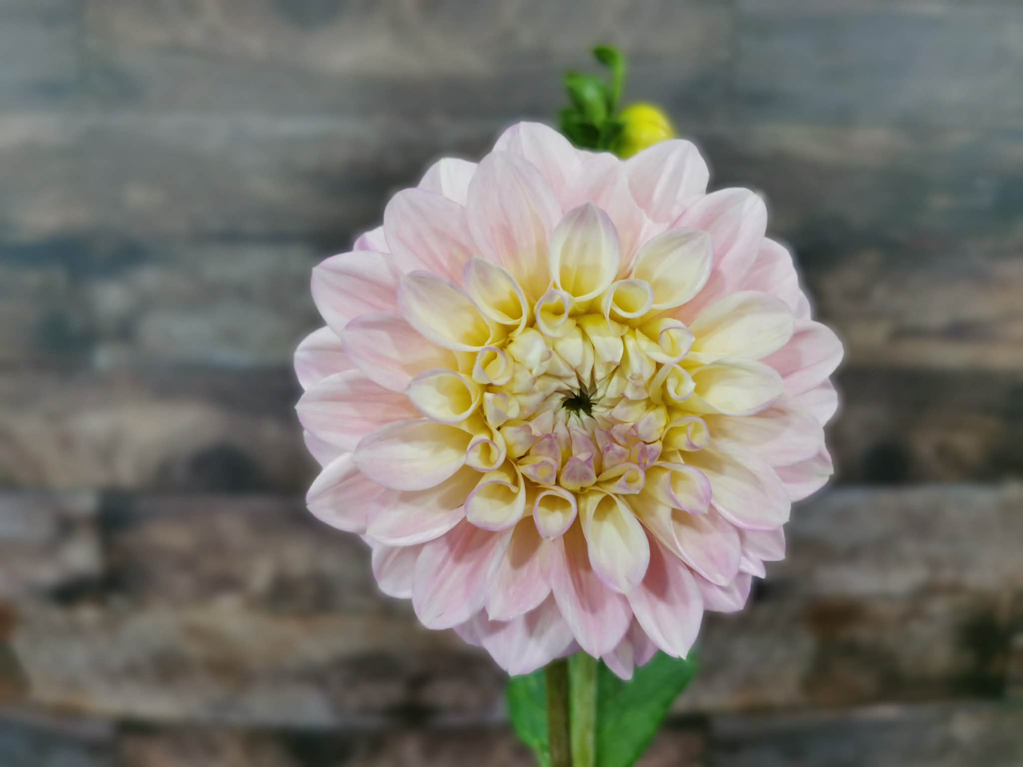 Florelie Pirouette