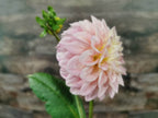 Florelie Pirouette