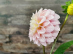 Florelie Pirouette