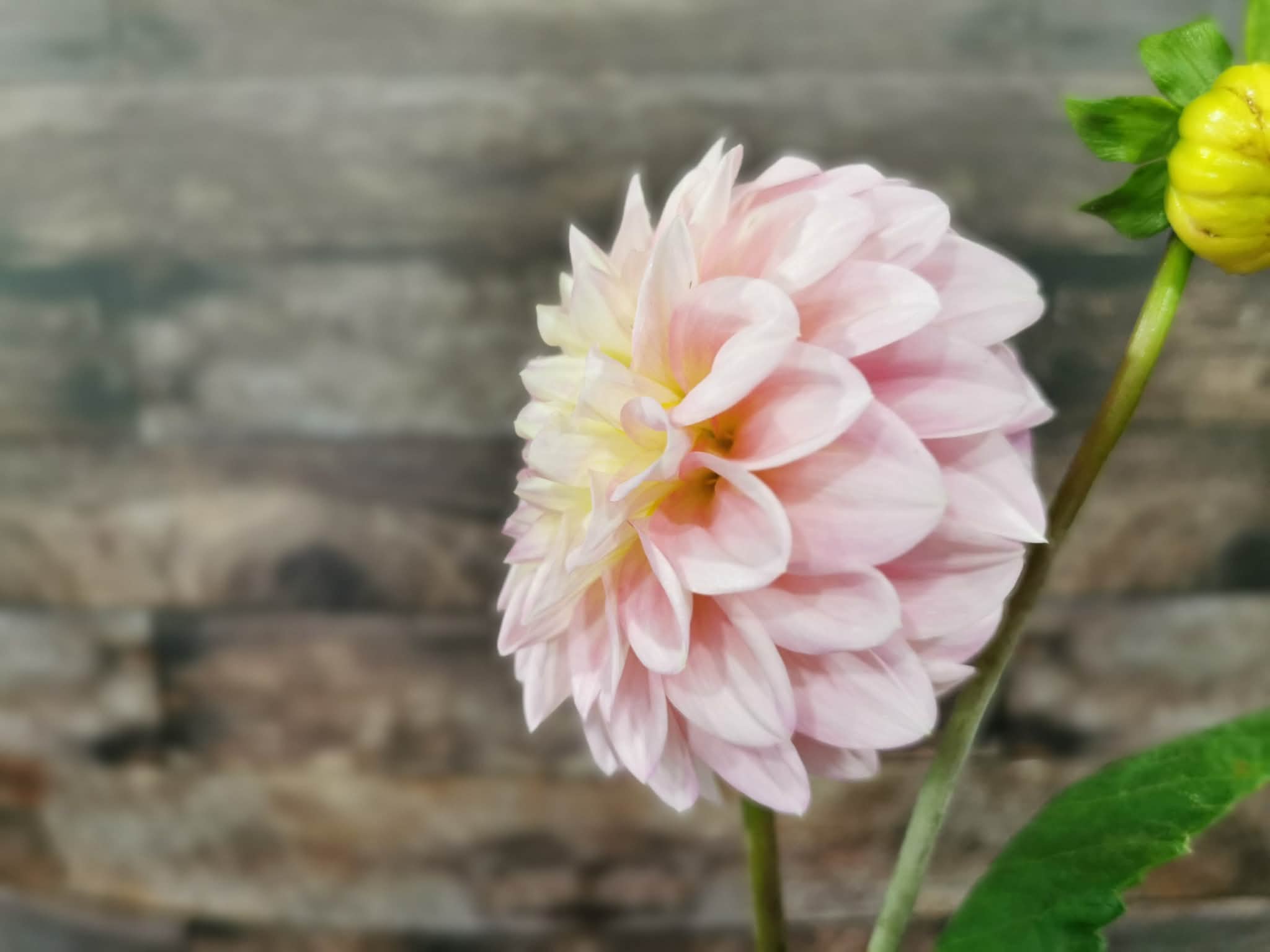Florelie Pirouette