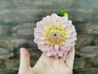 Florelie Pirouette