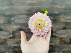 Florelie Pirouette