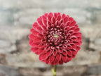 Florelie Rosetta