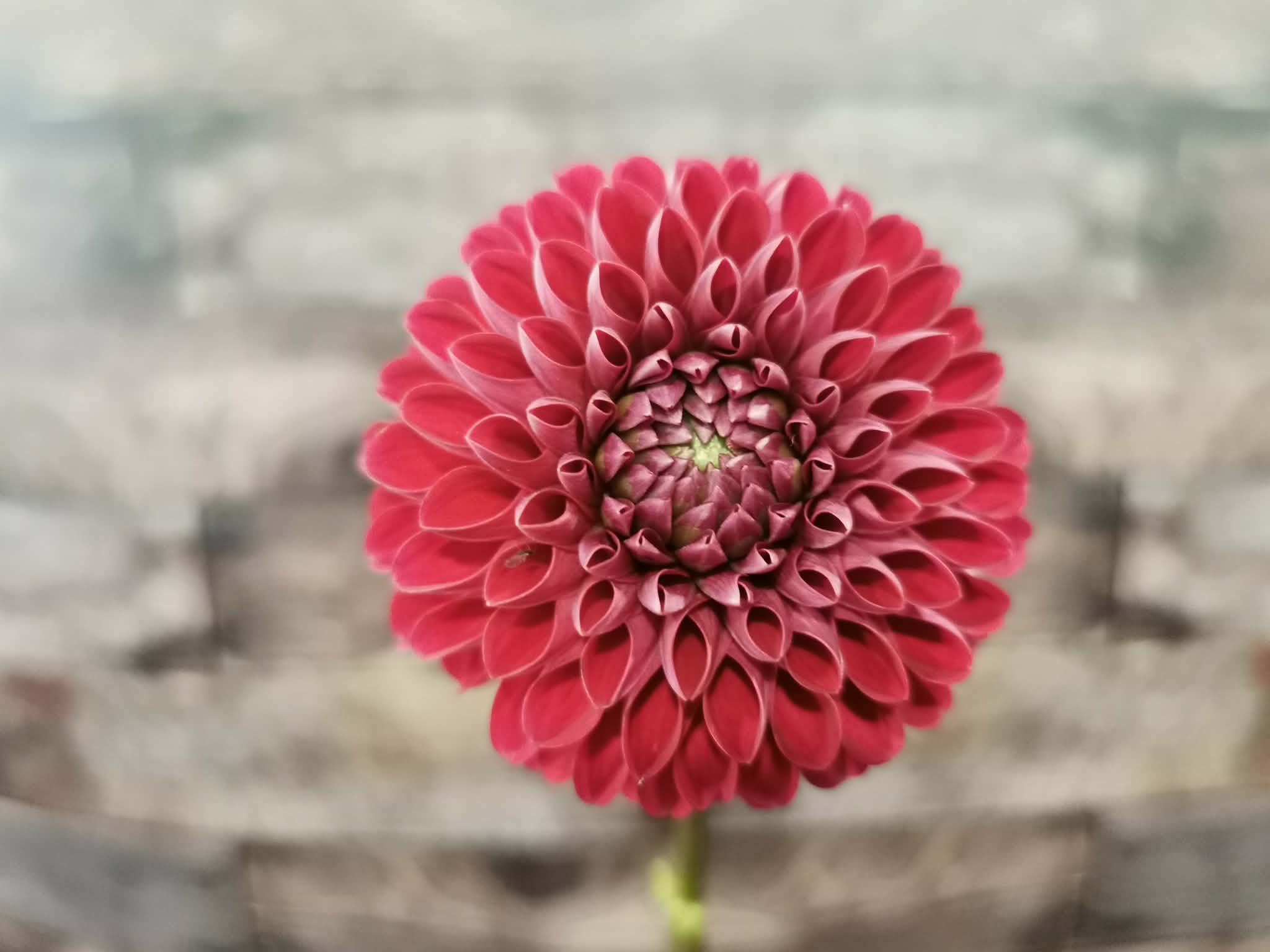 Florelie Rosetta