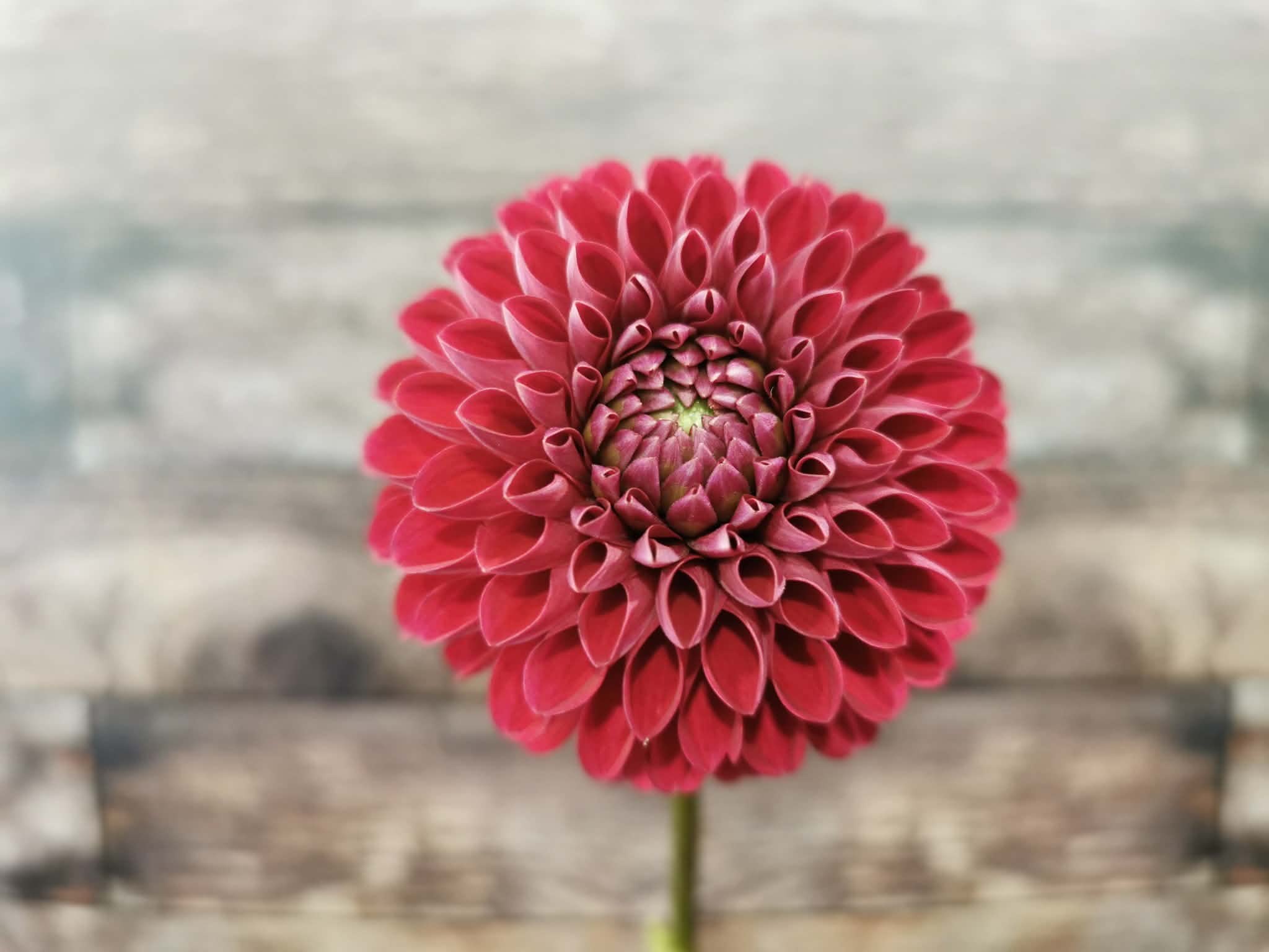 Florelie Rosetta