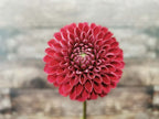 Florelie Rosetta