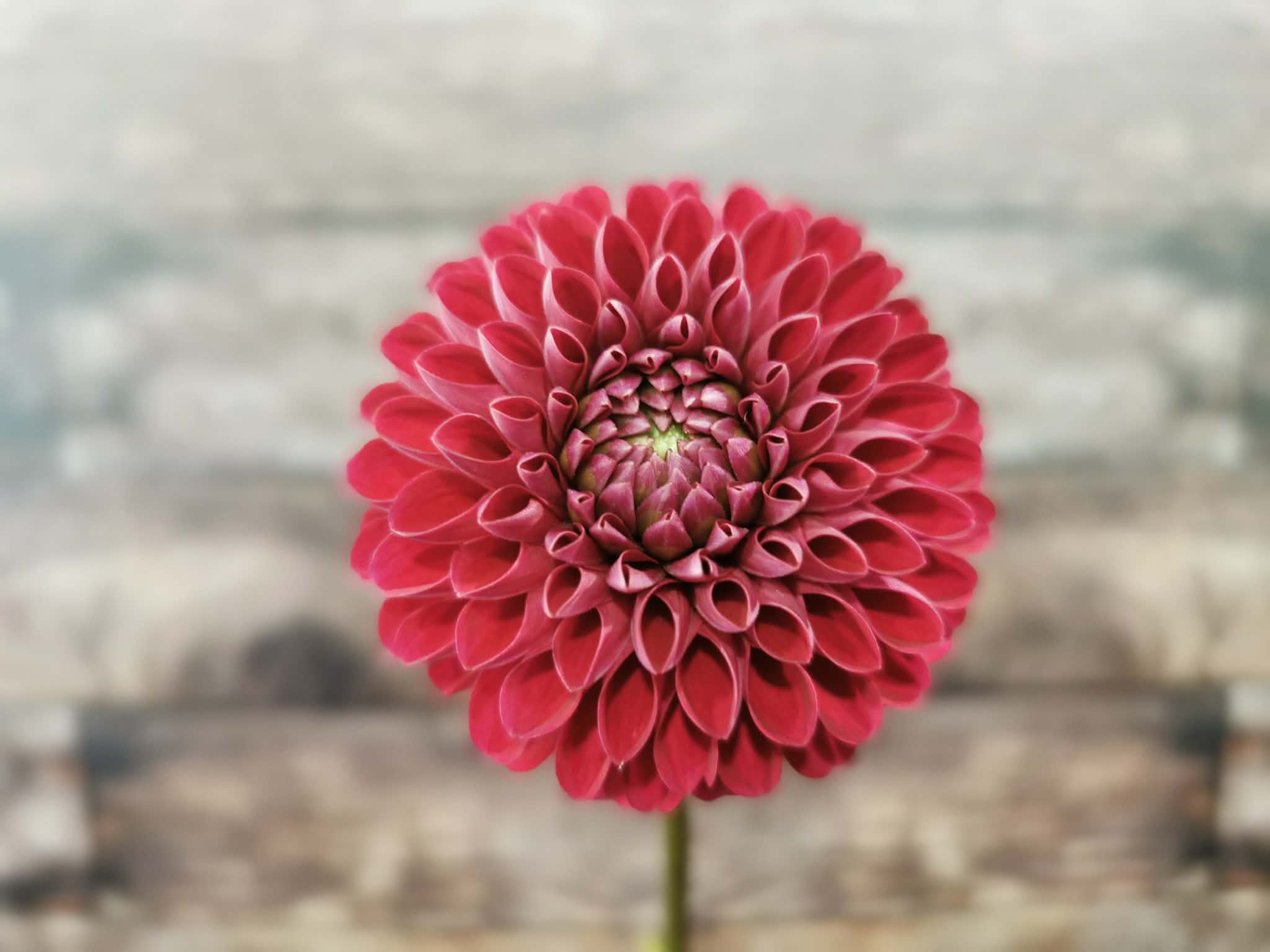 Florelie Rosetta