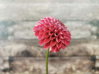 Florelie Rosetta
