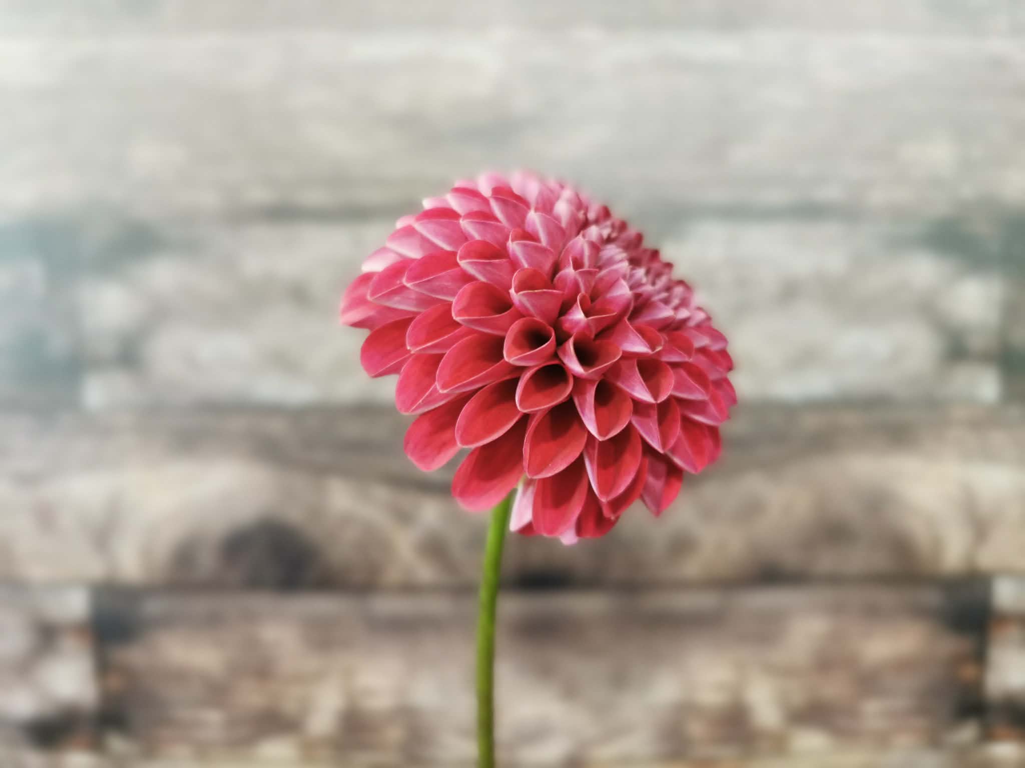 Florelie Rosetta
