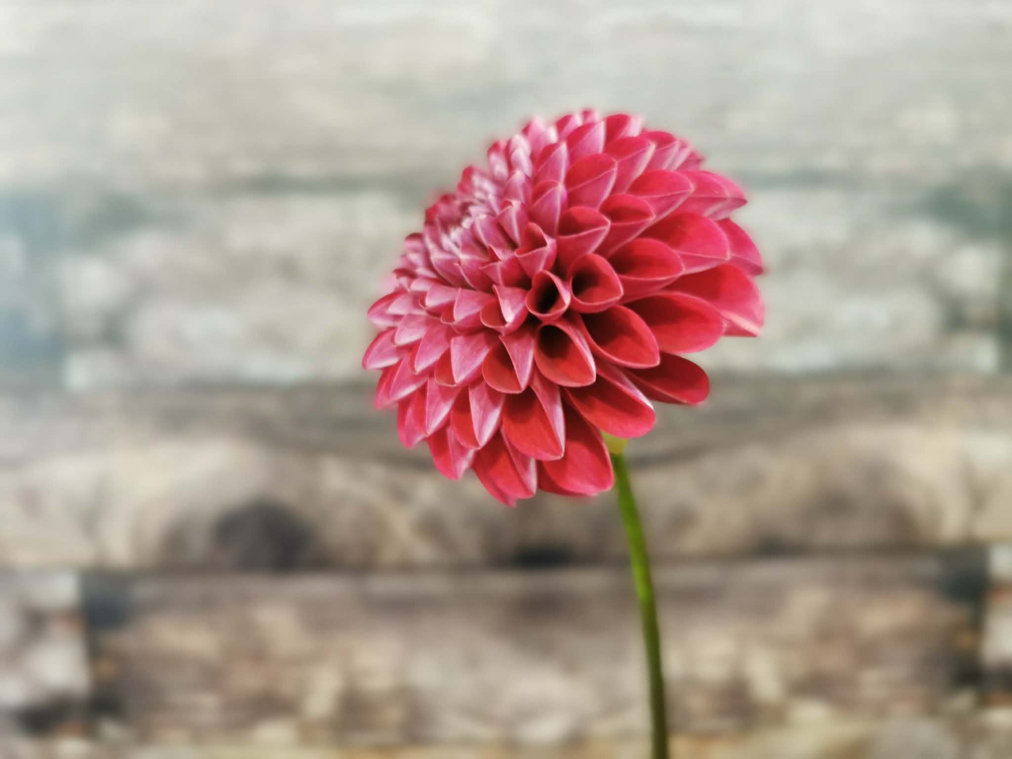 Florelie Rosetta