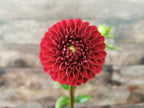 Florelie Rosetta