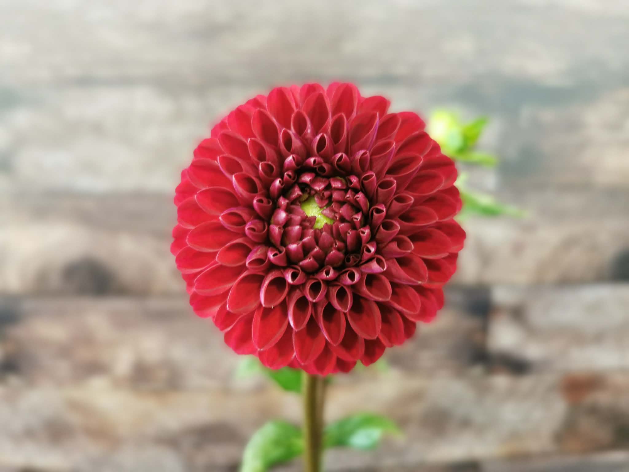 Florelie Rosetta