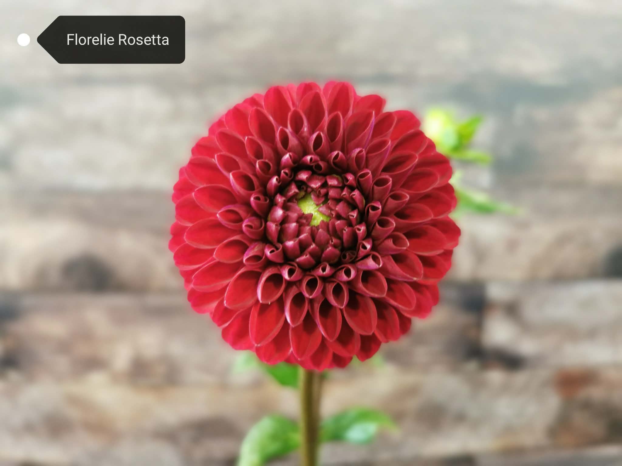 Florelie Rosetta