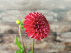 Florelie Rosetta