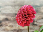 Florelie Rosetta