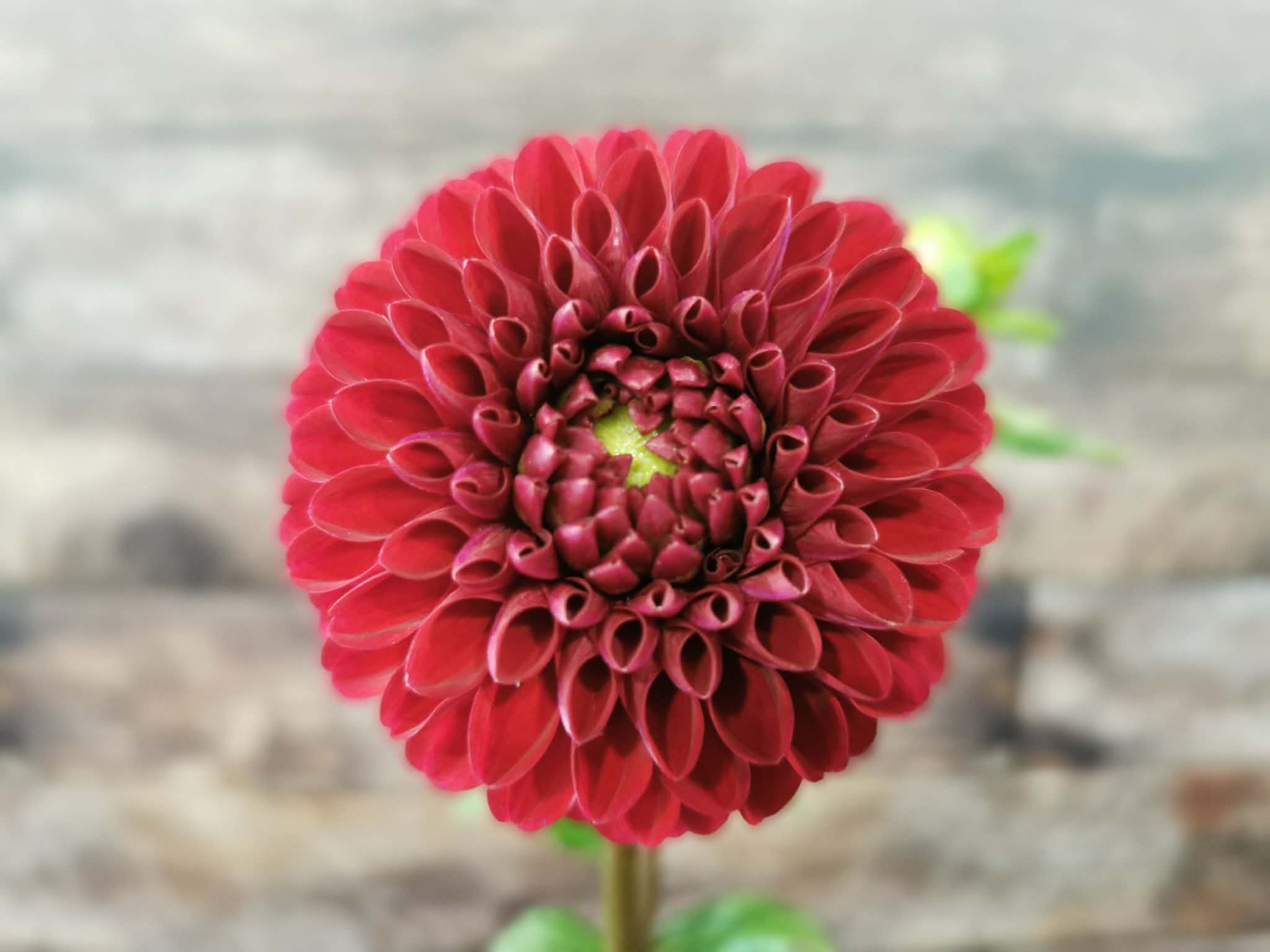 Florelie Rosetta