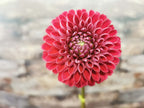 Florelie Rosetta