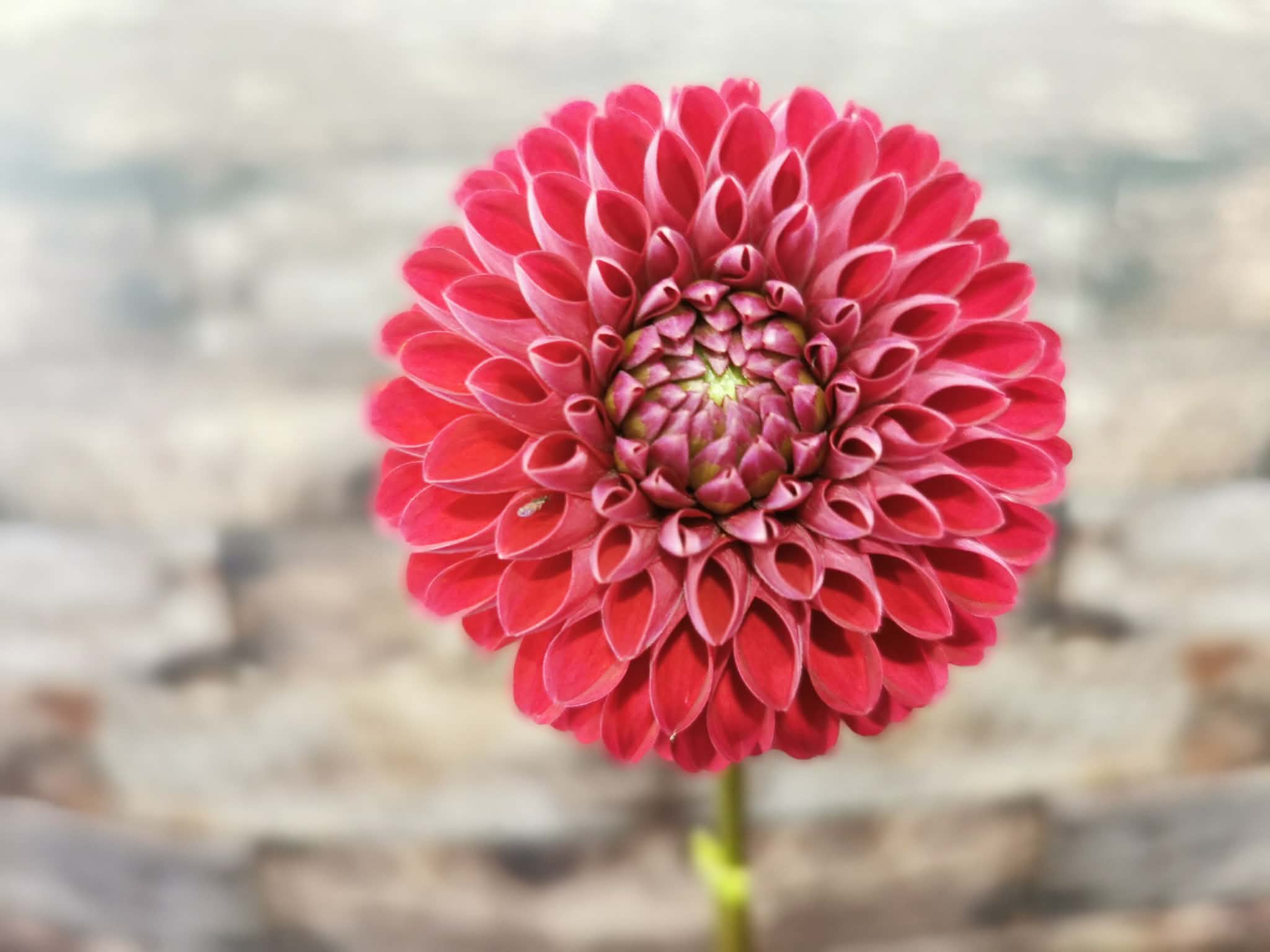 Florelie Rosetta