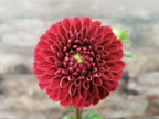 Florelie Rosetta