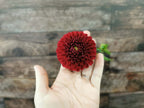 Florelie Rosetta