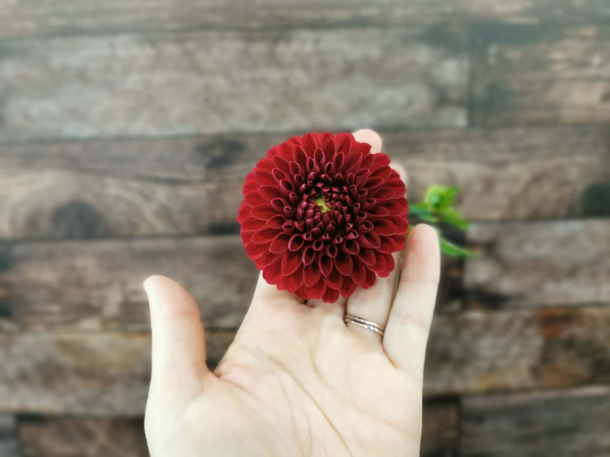 Florelie Rosetta