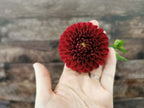 Florelie Rosetta