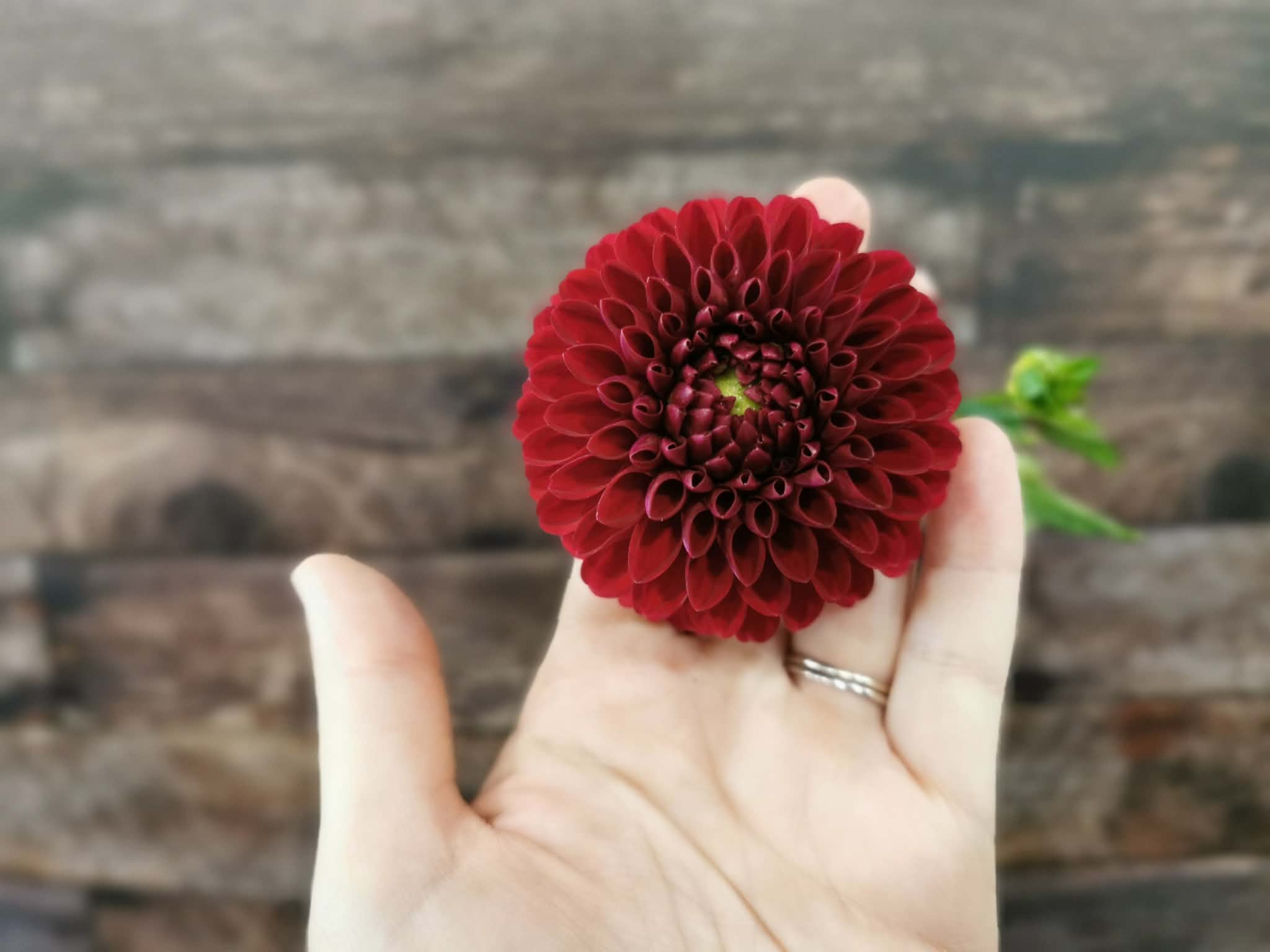 Florelie Rosetta