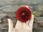 Florelie Rosetta