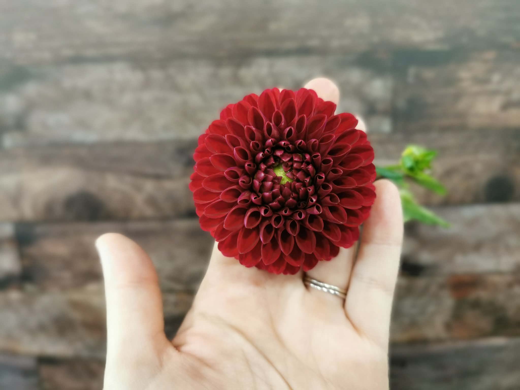 Florelie Rosetta