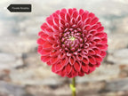 Florelie Rosetta
