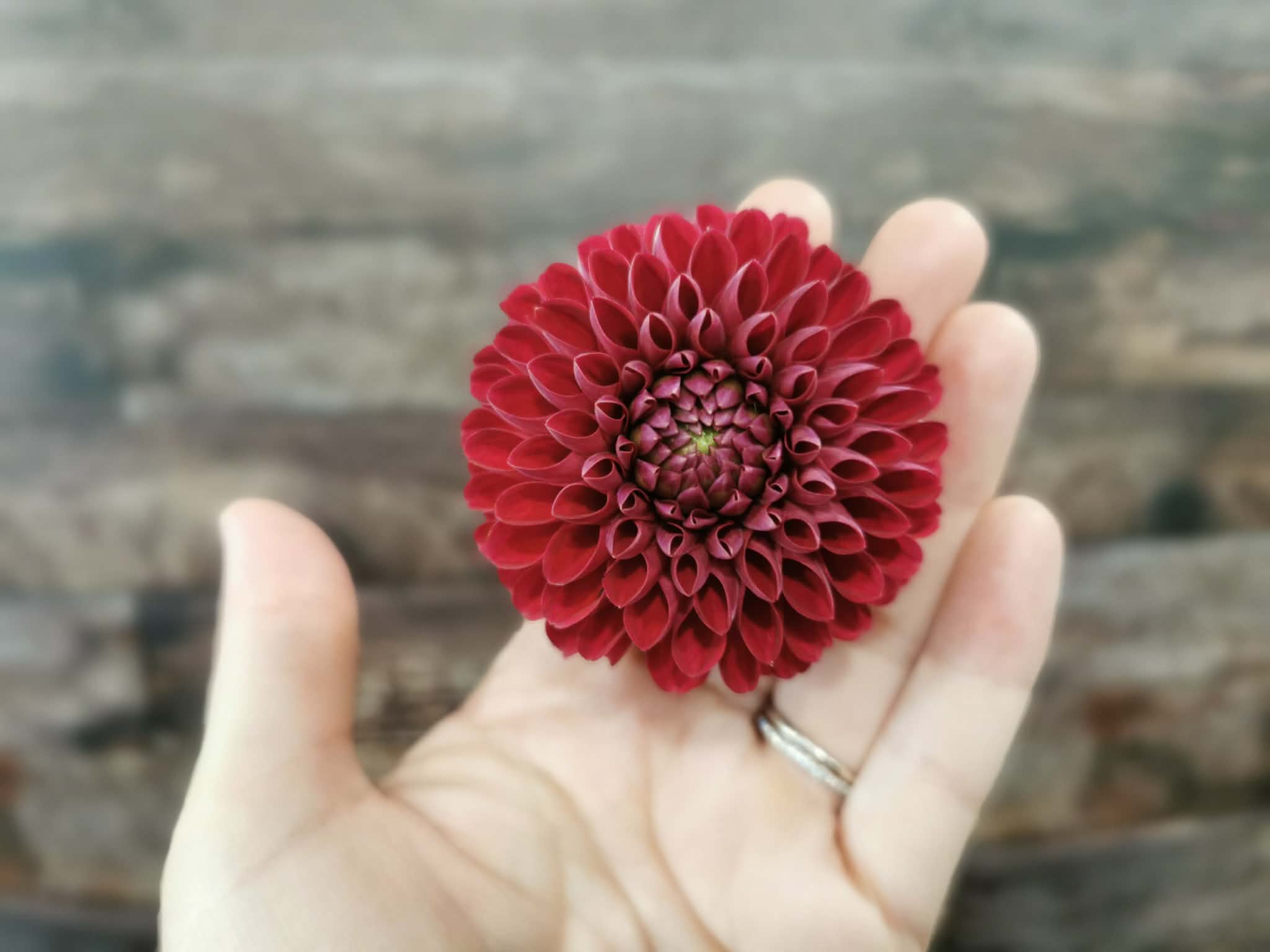 Florelie Rosetta
