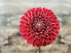 Florelie Rosetta