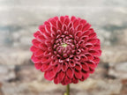 Florelie Rosetta