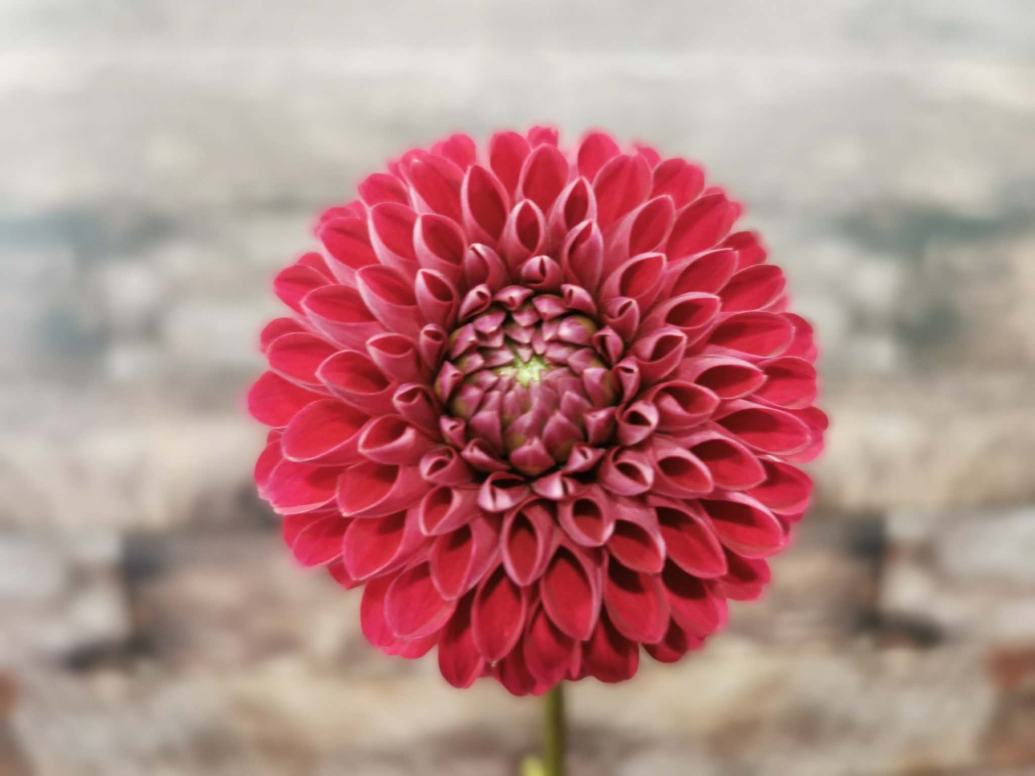 Florelie Rosetta