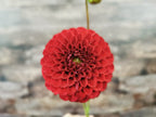Florelie Vendetta