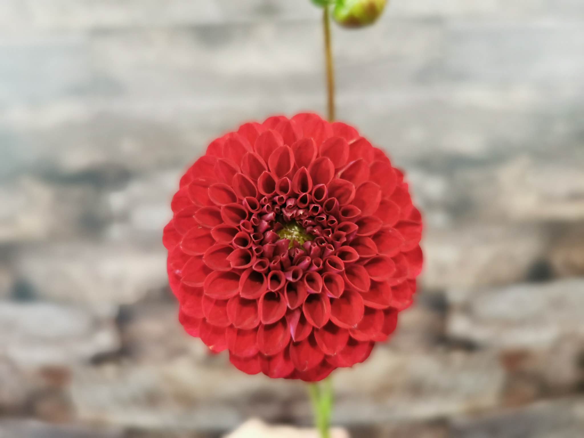 Florelie Vendetta