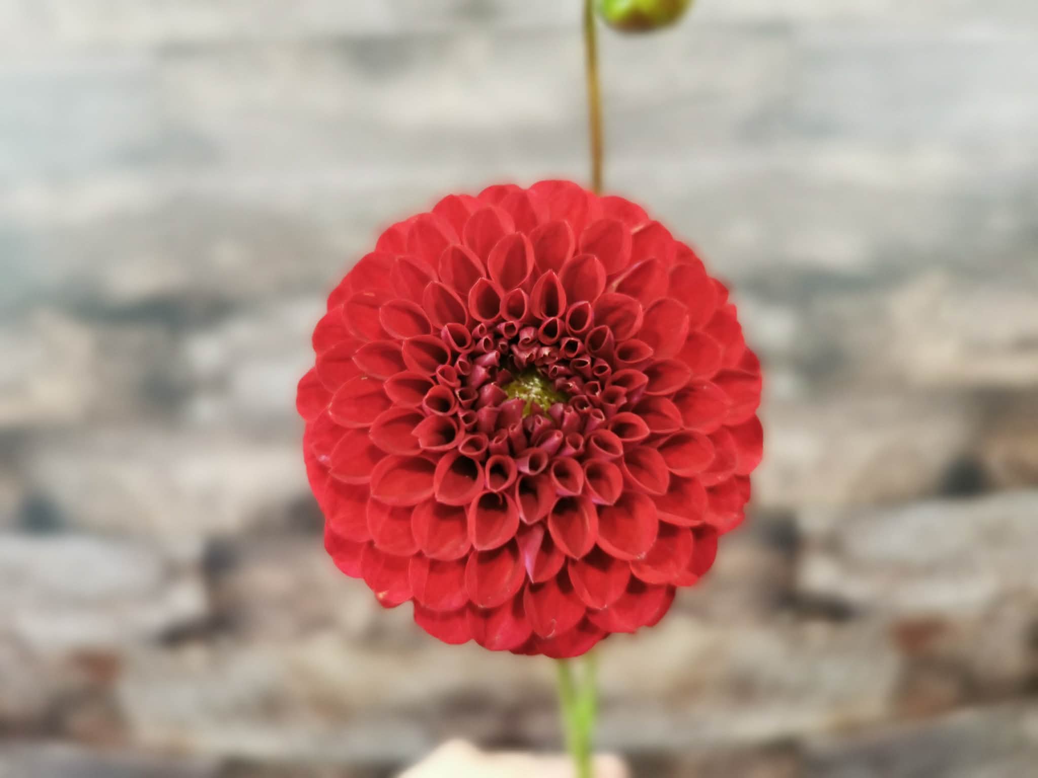 Florelie Vendetta