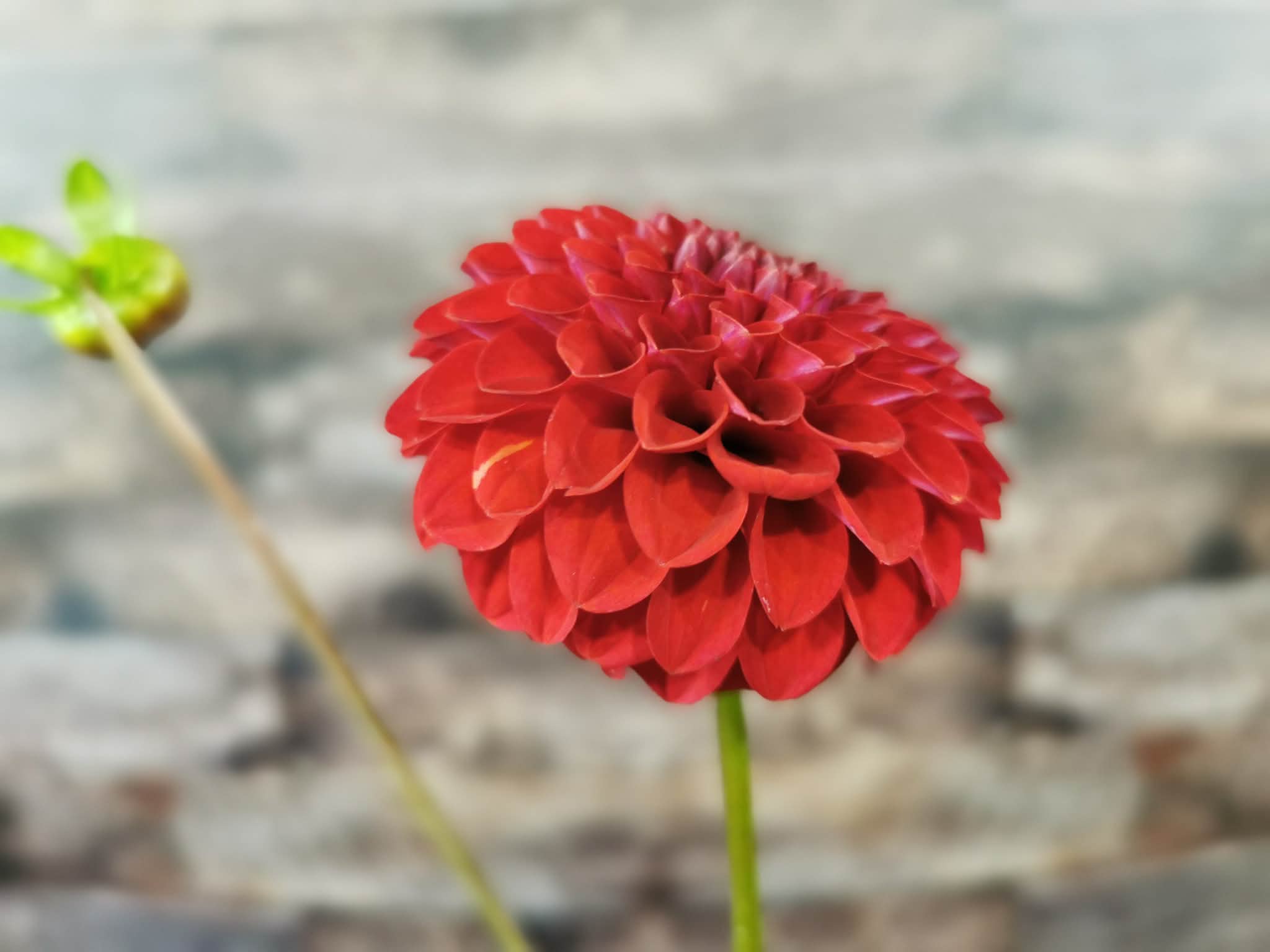 Florelie Vendetta