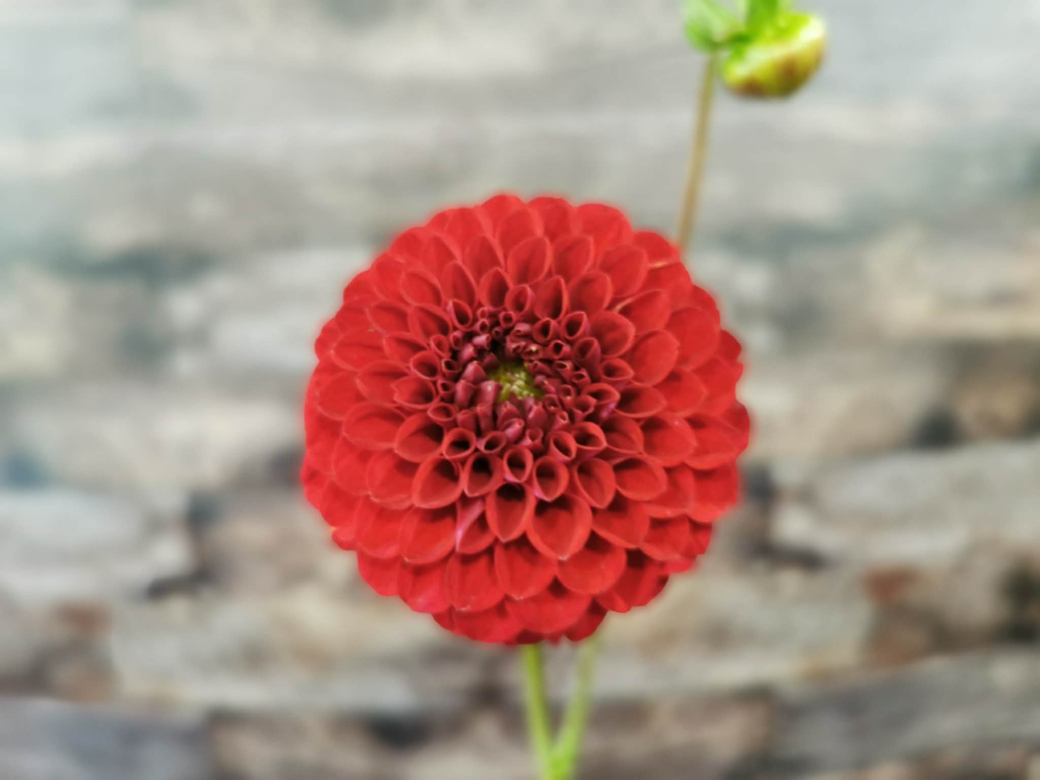 Florelie Vendetta