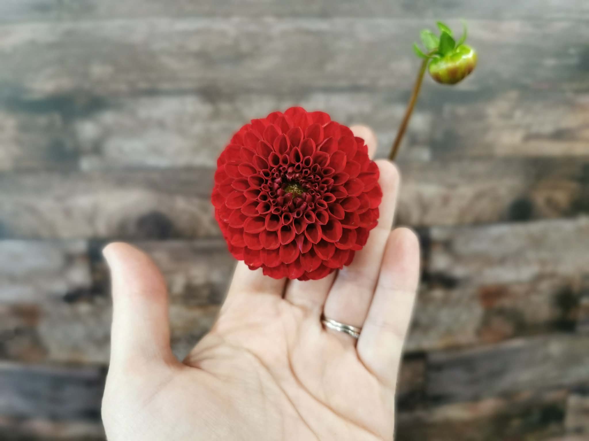 Florelie Vendetta