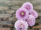 Florelie Jeanette