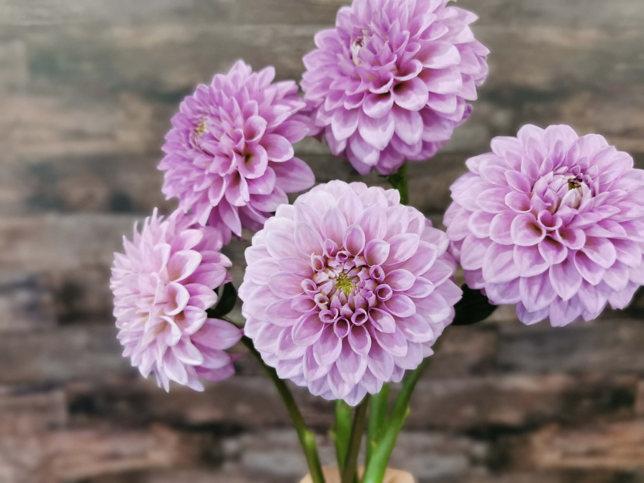 Florelie Jeanette