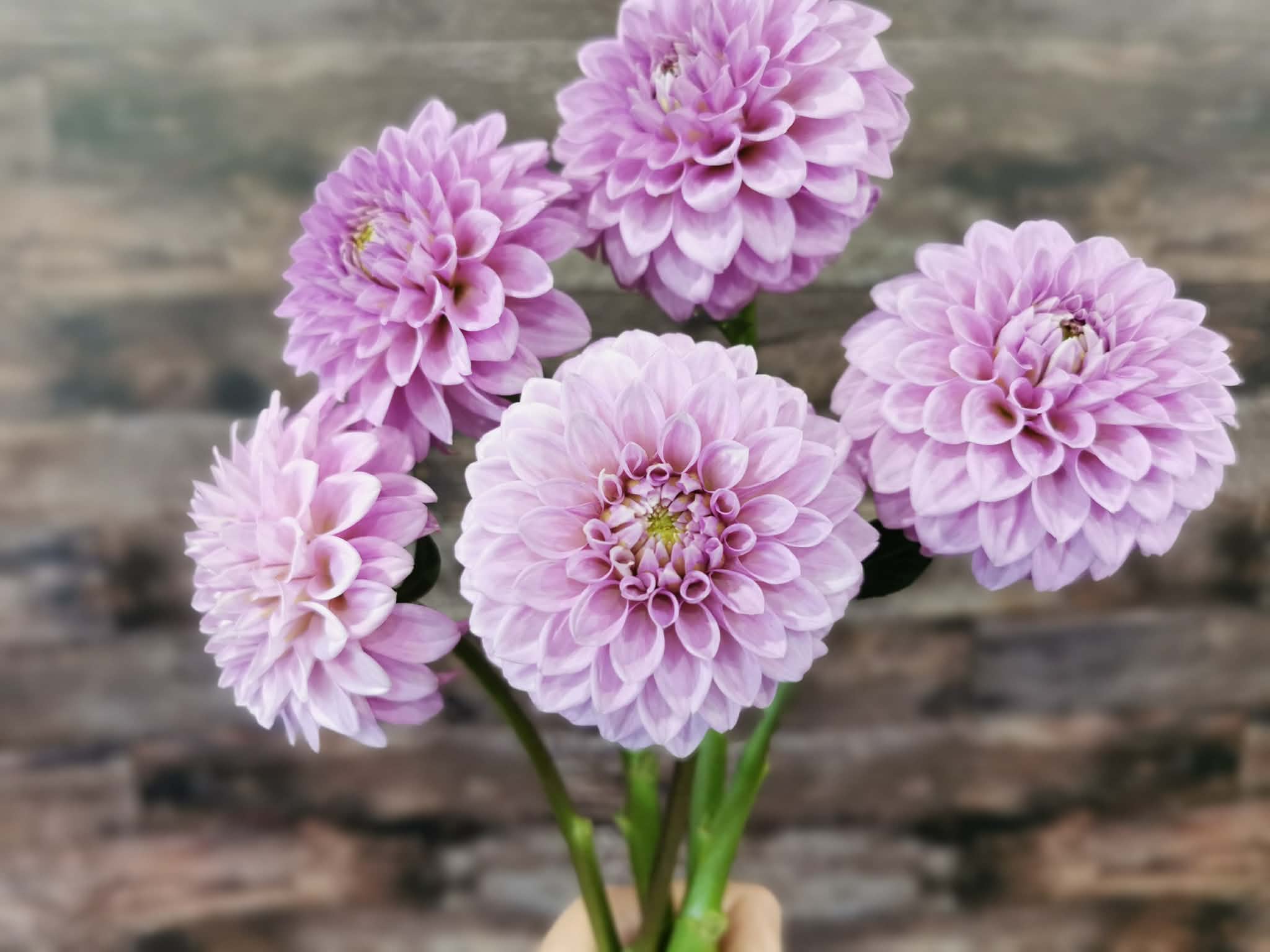 Florelie Jeanette