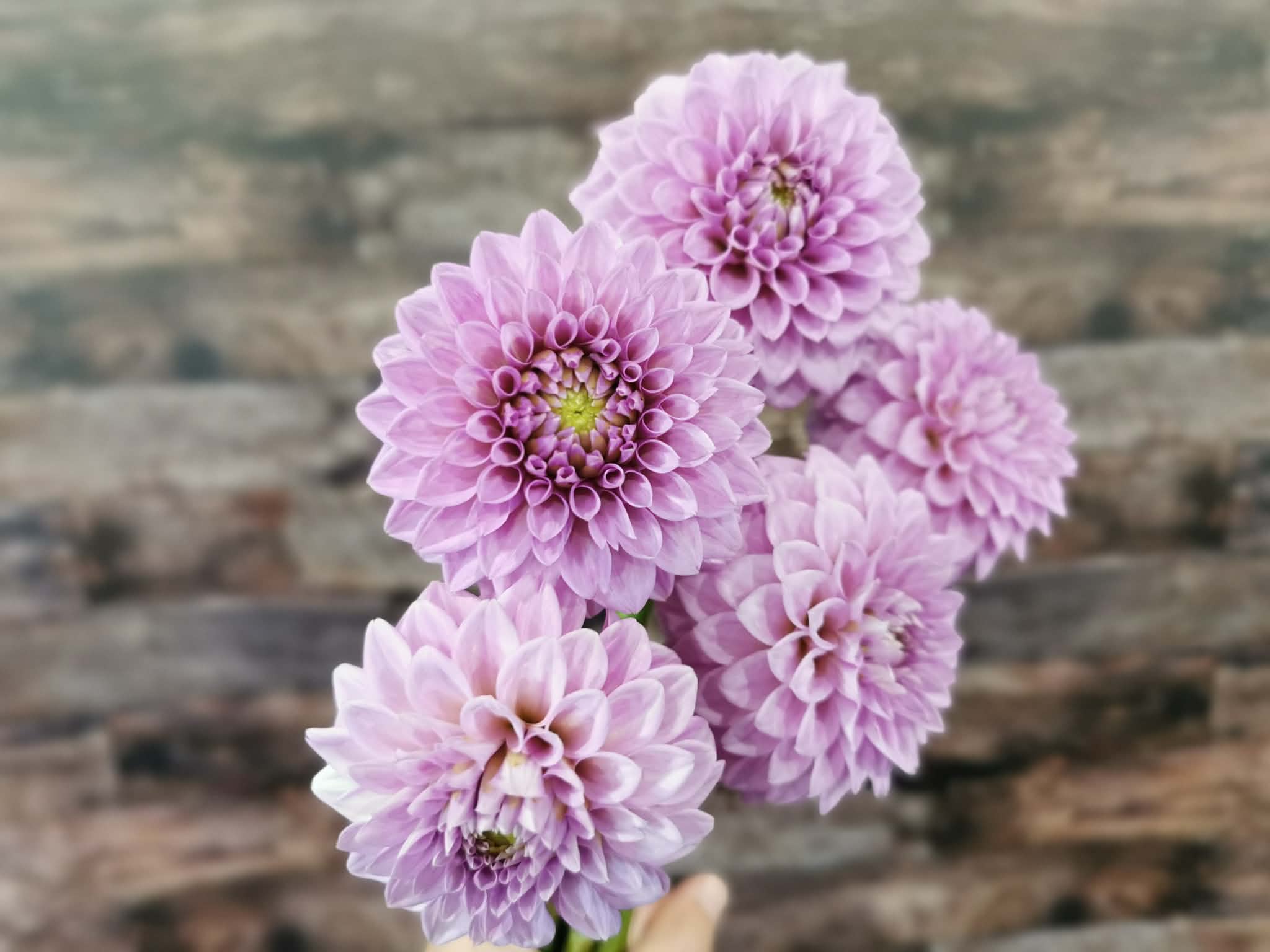 Florelie Jeanette