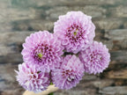 Florelie Jeanette
