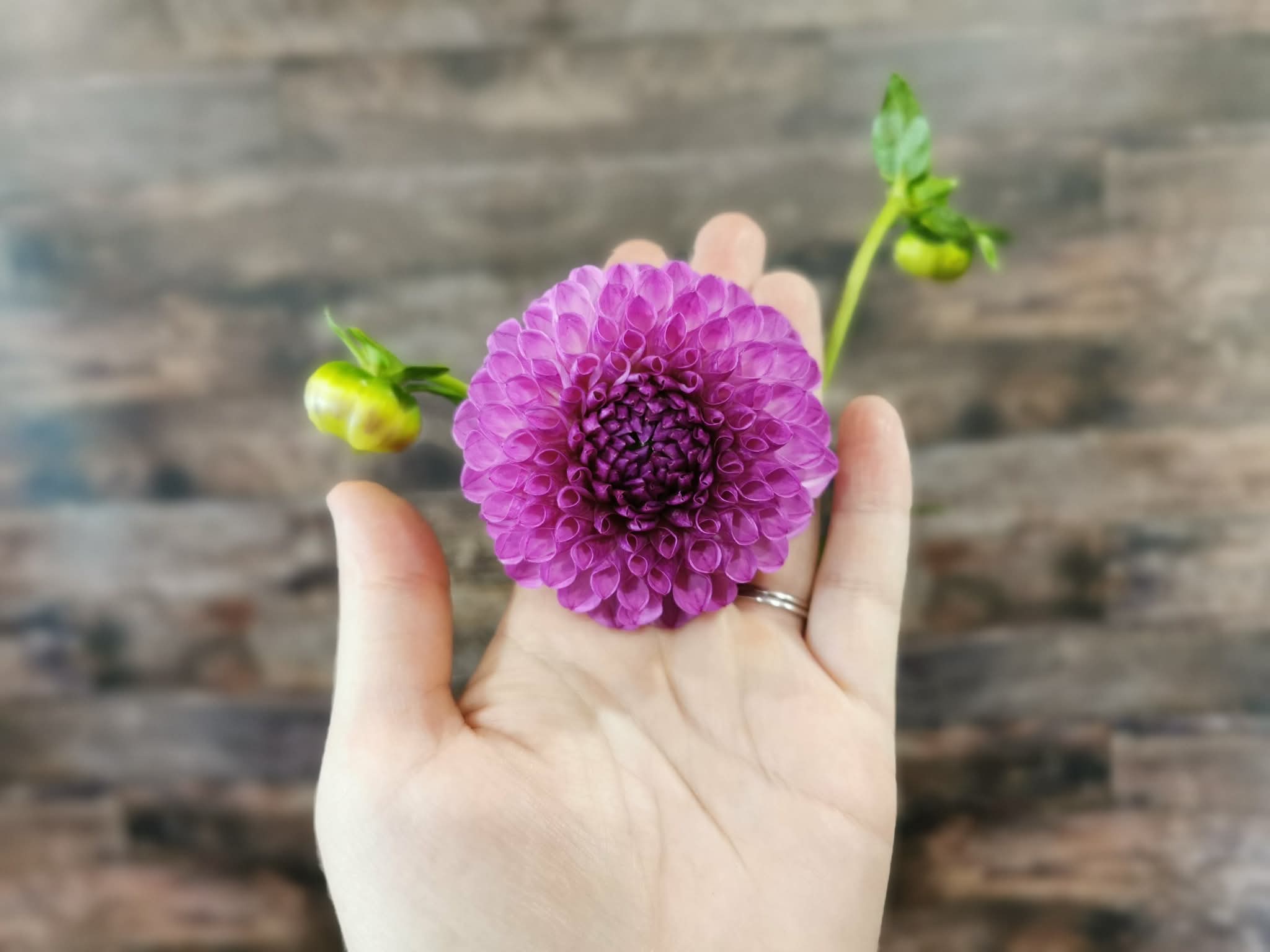 Florelie Novice