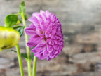 Florelie Novice