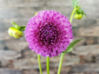 Florelie Novice