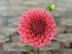 Florelie Omen